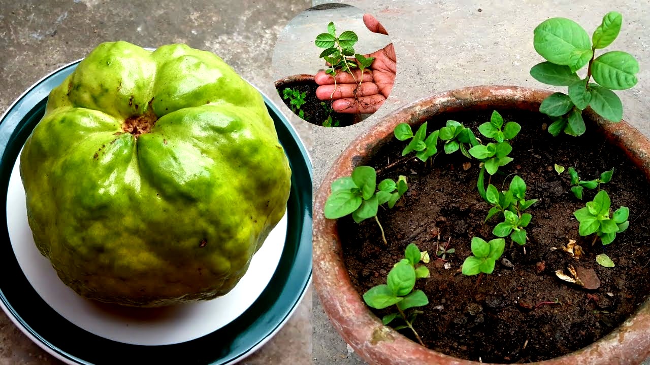How to Grow Guava from Seeds: 10 Ideas